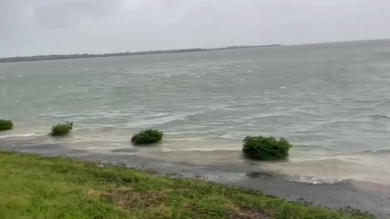 Video - Clip: Cá heo xuất hiện gần bờ sau bão
