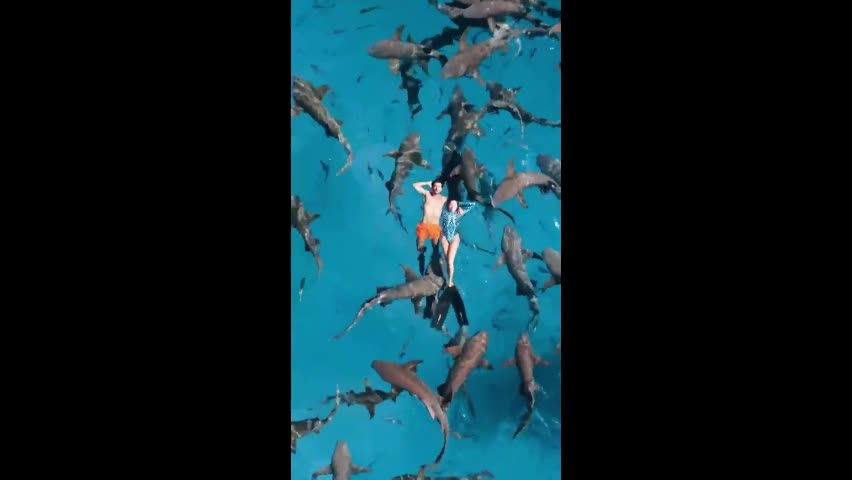 Video - Clip: Cặp đôi liều lĩnh bơi cùng hàng chục con cá mập
