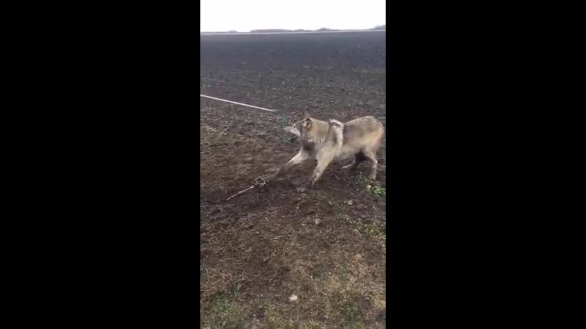 Video - Clip: Người đàn ông giải cứu sói dữ khỏi bẫy và cái kết gay cấn
