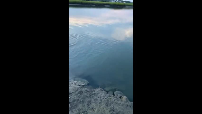 Video - Clip: Đang chụp ảnh người phụ nữ tá hỏa phát hiện cá mập bơi gần bờ