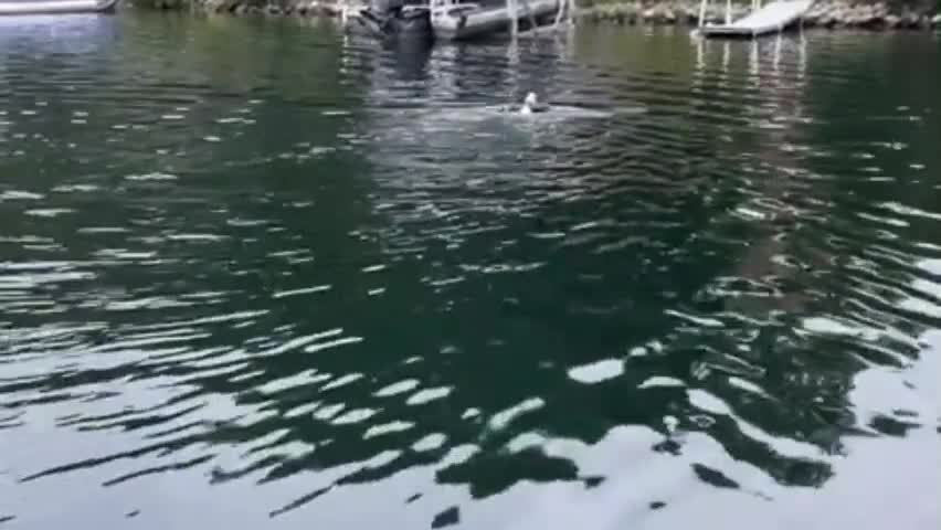 Video - Clip: Khoảnh khắc sinh tồn kinh ngạc của con đại bàng dưới nước