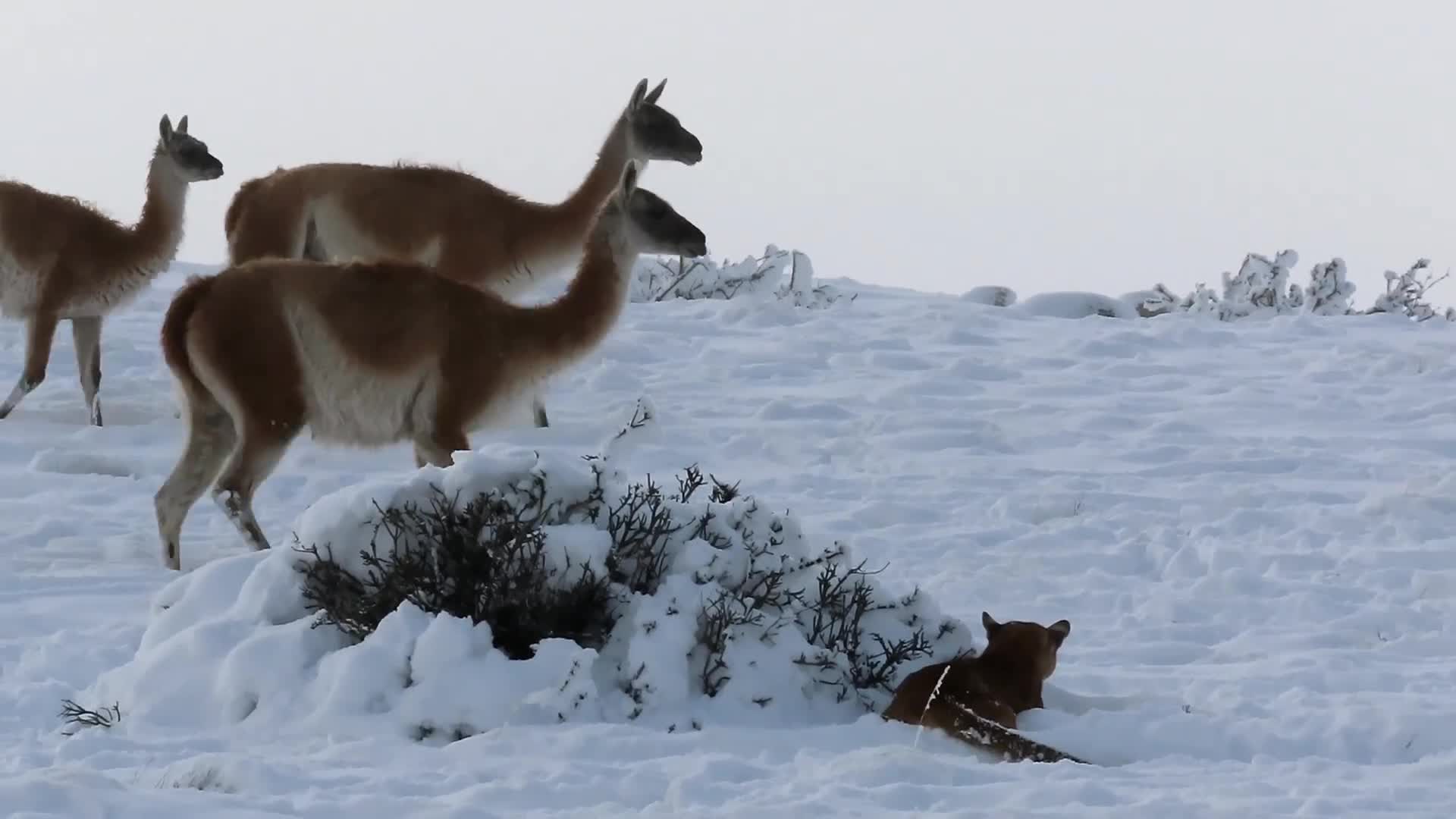 Video - Clip: Lạc đà guanaco trúng đòn chí mạng của báo sư tử