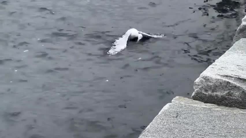 Video - Clip: Hải âu bị “sinh vật lạ” tấn công kéo xuống nước