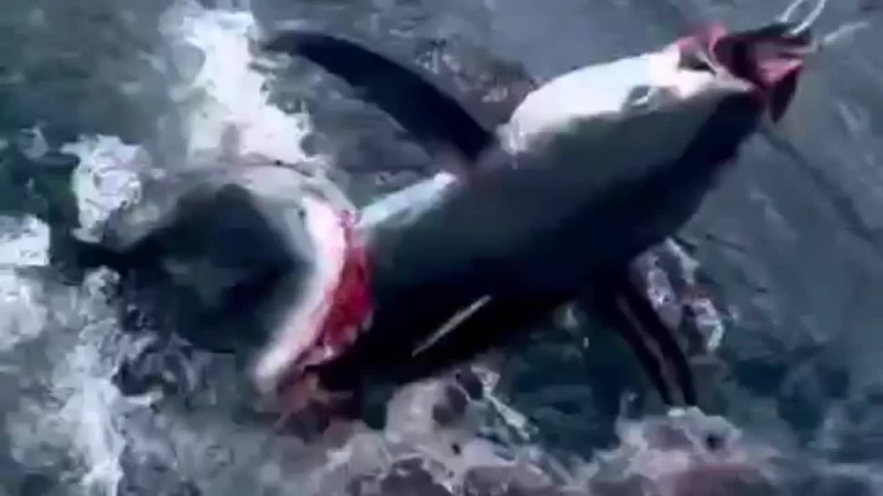 Video - Clip: Kinh hoàng cá mập bất ngờ lao tới cướp cá của ngư dân
