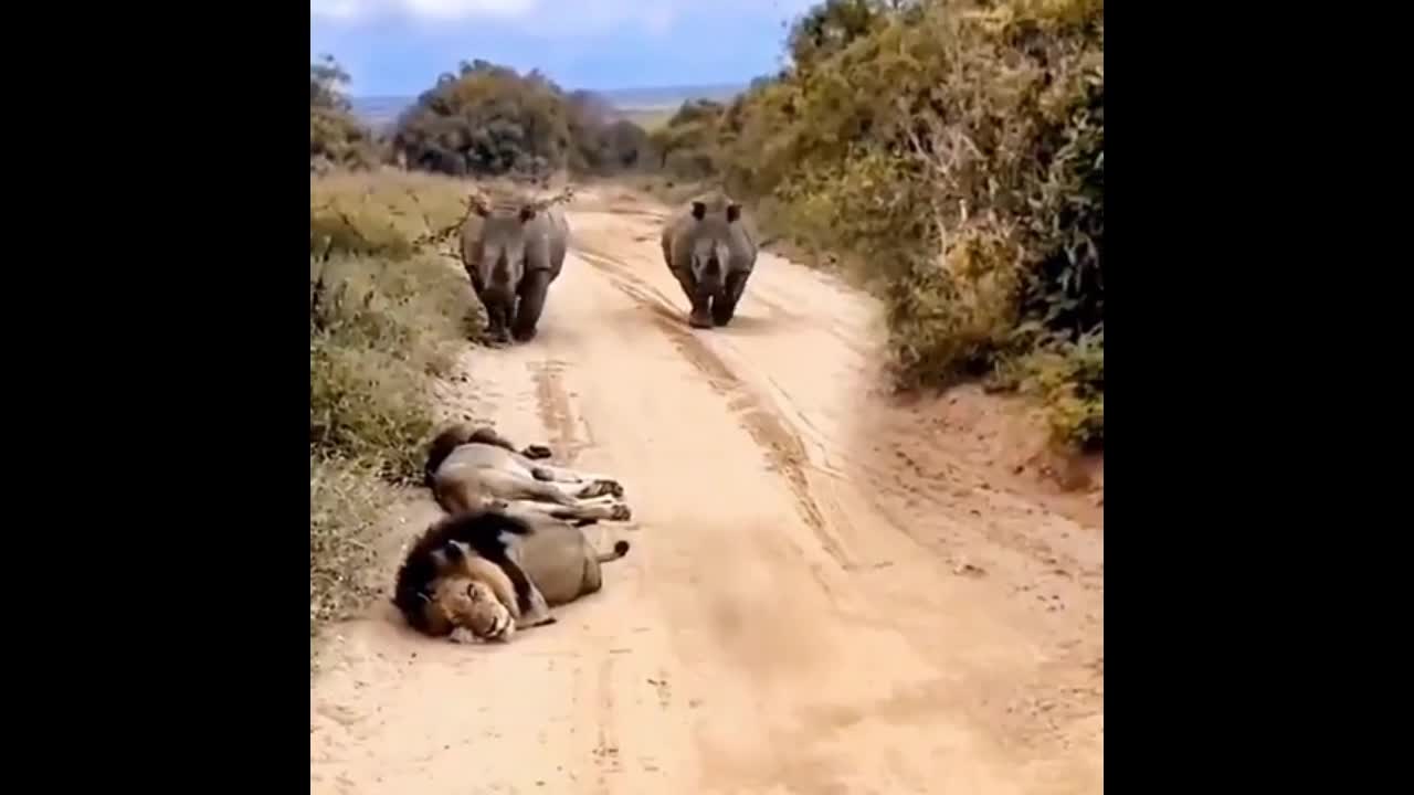 Video - Clip: Khoảnh khắc bất ngờ hai con tê giác đối mặt với hai con sư tử