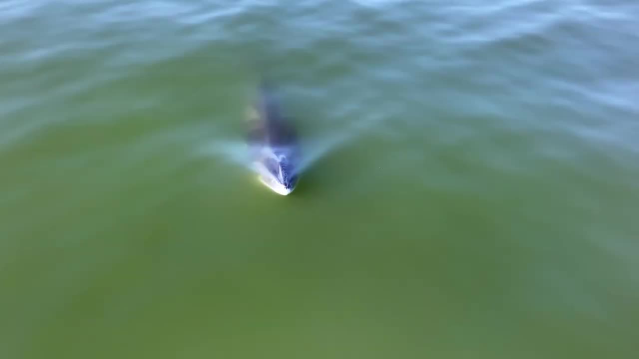 Video - Clip: Kinh ngạc khoảnh khắc cá voi đang kiếm ăn