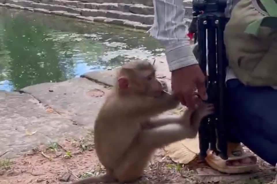 Video - Clip: Khỉ tinh nghịch kéo chân máy của du khách