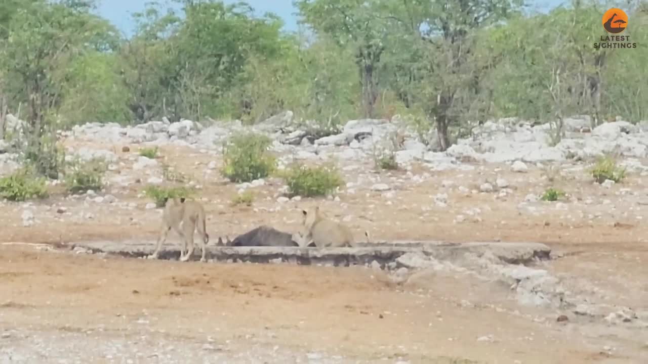 Video - Voi rừng cố gắng cứu tê giác khỏi đàn sư tử đói và cái kết bất ngờ