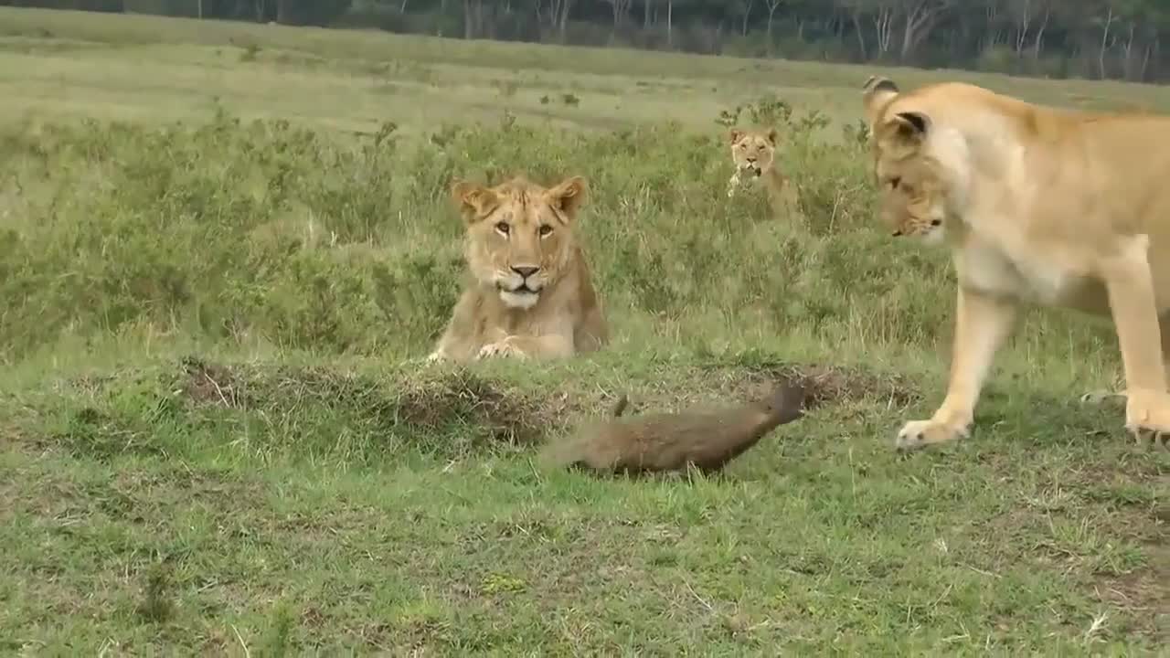 Video - Clip: Cầy mangut cả gan đối đầu bầy sư tử và cái kết khó tin