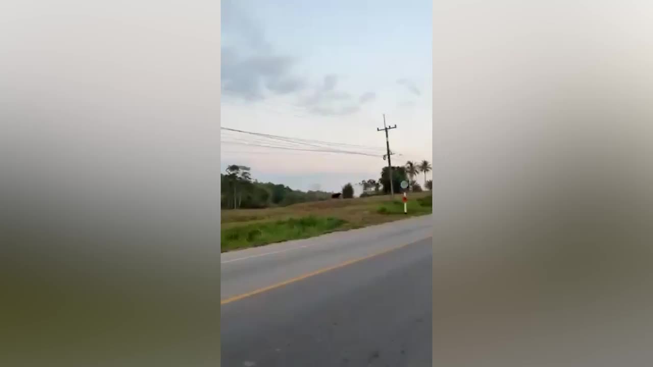 Video - Clip: Bò điên lao ra giữa đường, húc văng hai mẹ con đi xe máy