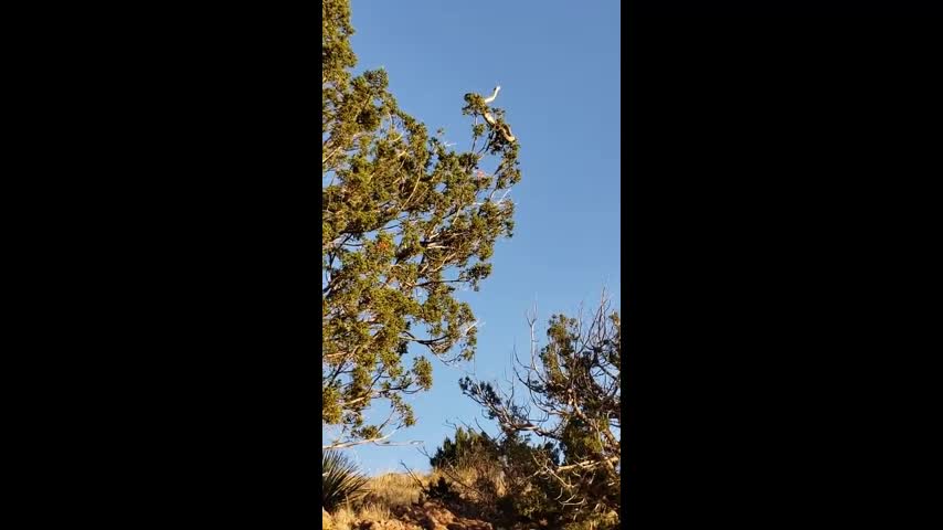 Video - Nhìn lên ngọn cây, người đàn ông bất ngờ bắt gặp cảnh tượng nổi da gà