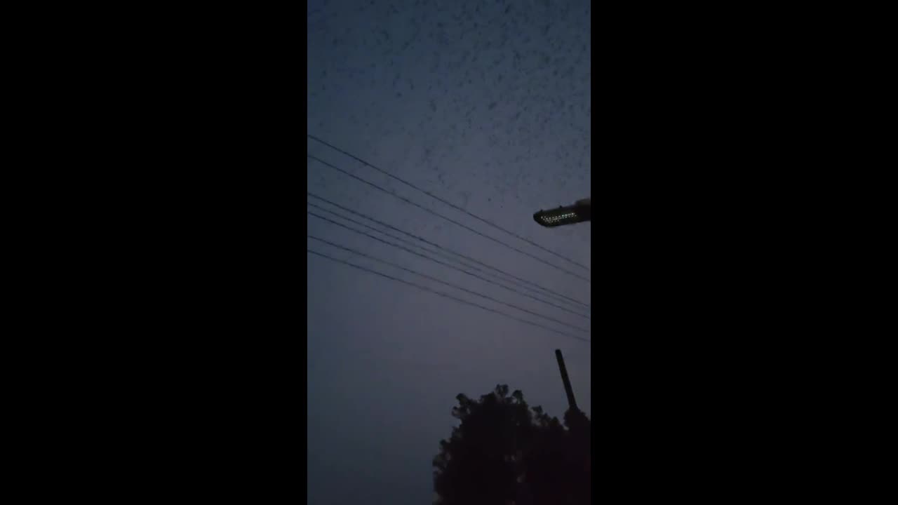 Video - Clip: Đàn chim khổng lồ bay ngang bầu trời miền Đông Trung Quốc