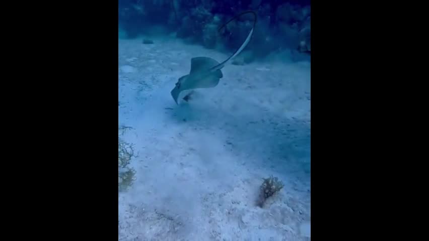 Video - Clip: Thợ lặn cẩn thận giải cứu cá đuối gai độc khỏi lưỡi câu