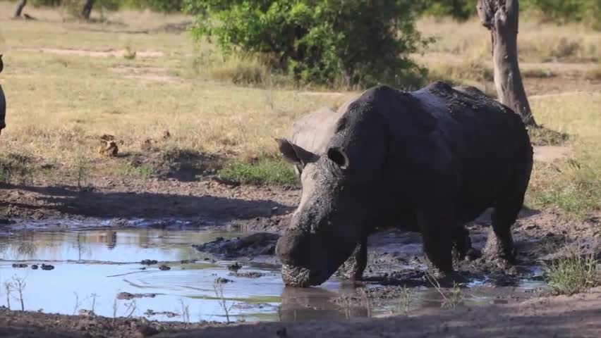Video - Clip: Khoảnh khắc đối đầu giữa sư tử và tê giác tại một hố nước