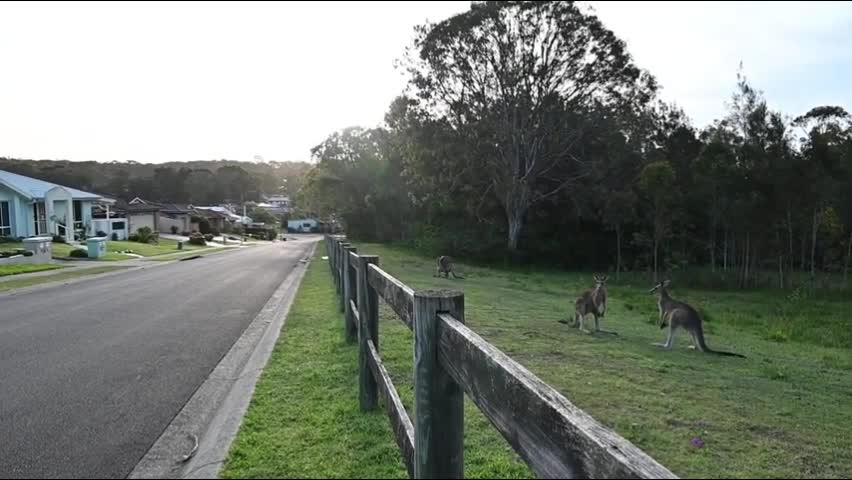 Video - Clip: Khoảnh khắc hai con kangaroo đánh nhau đầy kịch tính