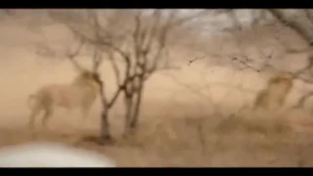 Video - 300 trâu rừng đối đầu 3 sư tử để cứu con non và cái kết bất ngờ
