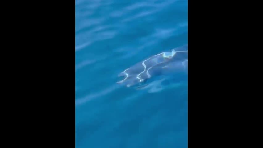 Video - Clip: Ngư dân phấn khích khi 'chạm trán' cá mập 
