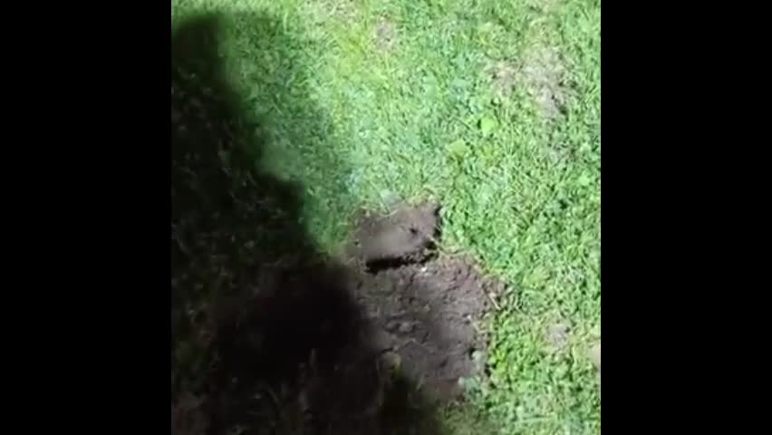Video - Clip: Chuột túi má đẩy quả bóng golf ra khỏi hang gây “bão mạng”