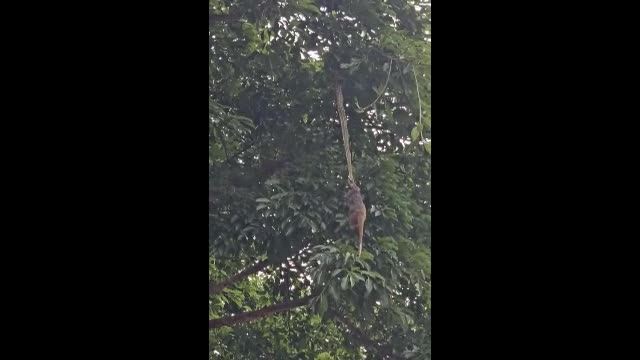 Video - Đang đi dạo, người đàn ông chứng kiến cảnh tượng đáng sợ trên cây