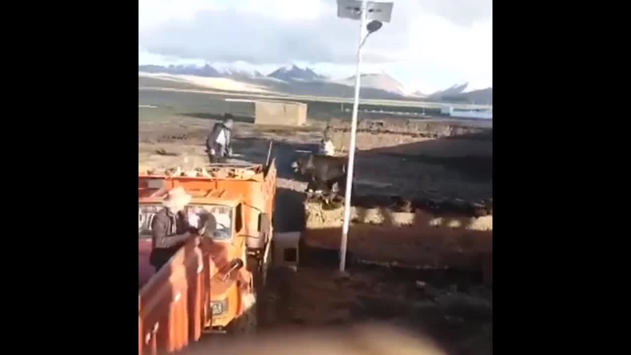 Video - Gấu dữ trèo lên xe tải tấn công, tài xế vội nhảy khỏi xe thoát thân
