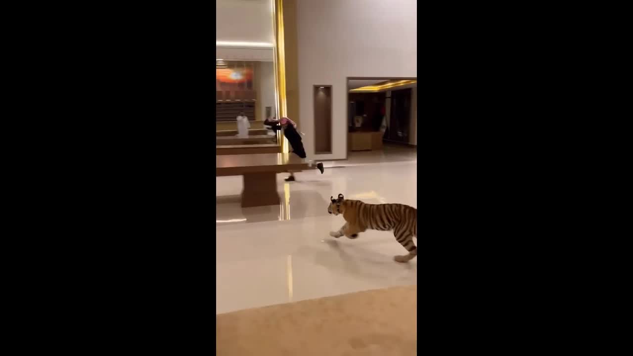 Video - Clip: Hổ rượt đuổi vồ người đàn ông và diễn biến bất ngờ phía sau