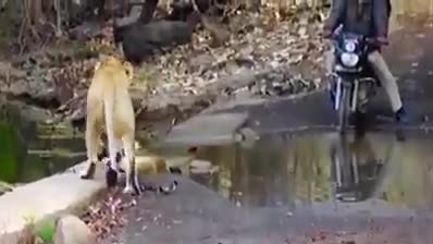 Video - Clip: 2 người đàn ông chạm trán sư tử ở giữa đường và cái kết gay cấn