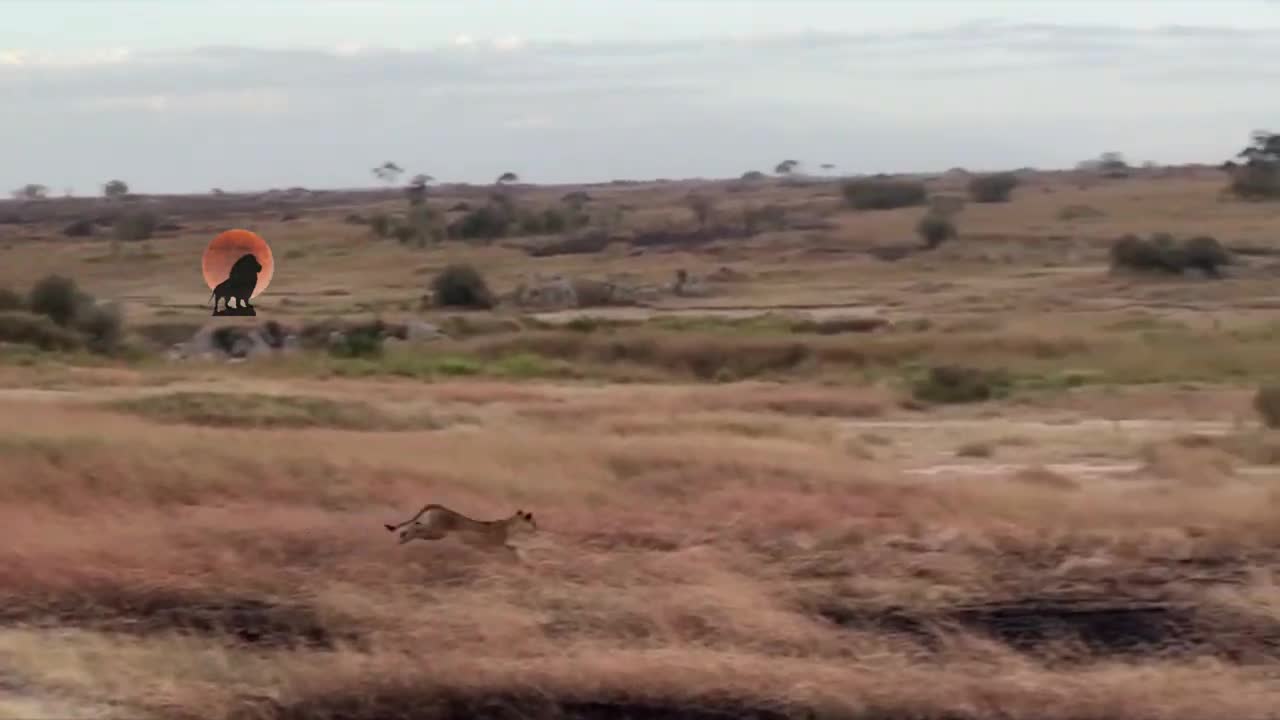 Video - Clip: Kịch tính cảnh sư tử tấn công vào đàn linh dương đầu bò