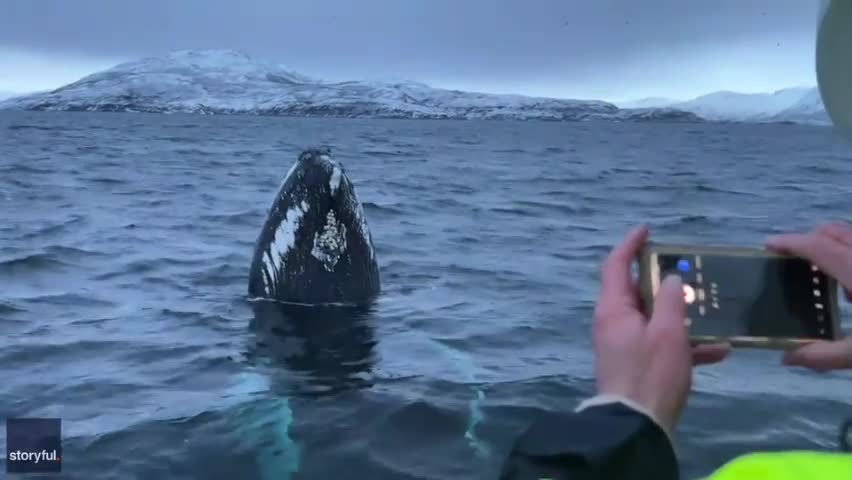Video - Clip: Cá voi lưng gù thân thiện đến gần nhóm du khách