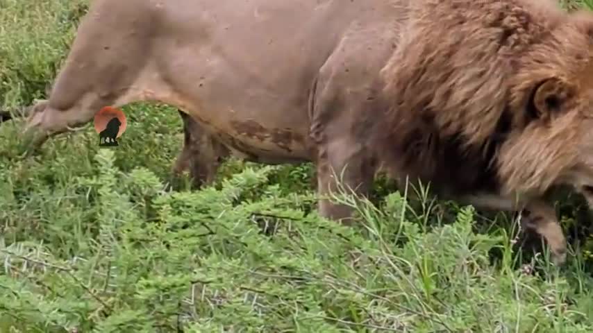 Video - Clip: Cuộc đối đầu nguy hiểm giữa sư tử và linh cẩu
