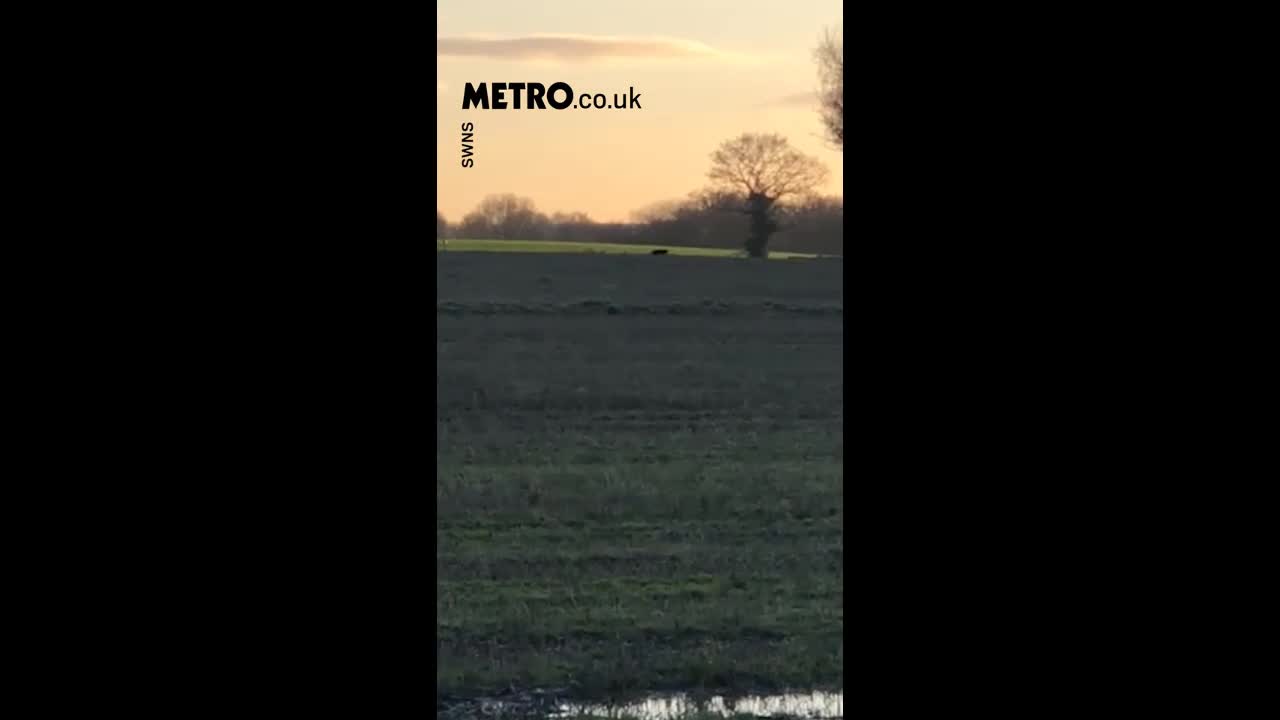 Video - Đi dạo, người phụ nữ bắt gặp cảnh tượng bất ngờ trên cánh đồng