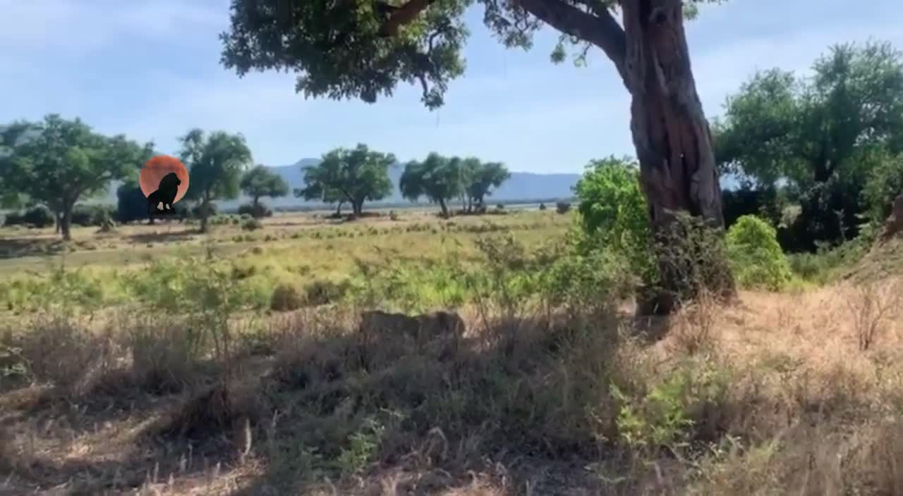 Video - Clip: Linh dương đen đủi chạy đúng chỗ đàn sư tử