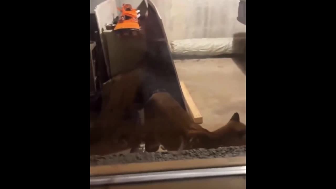 Video - Clip: Kinh hoàng sư tử núi đột nhập vào nhà tấn công thú cưng