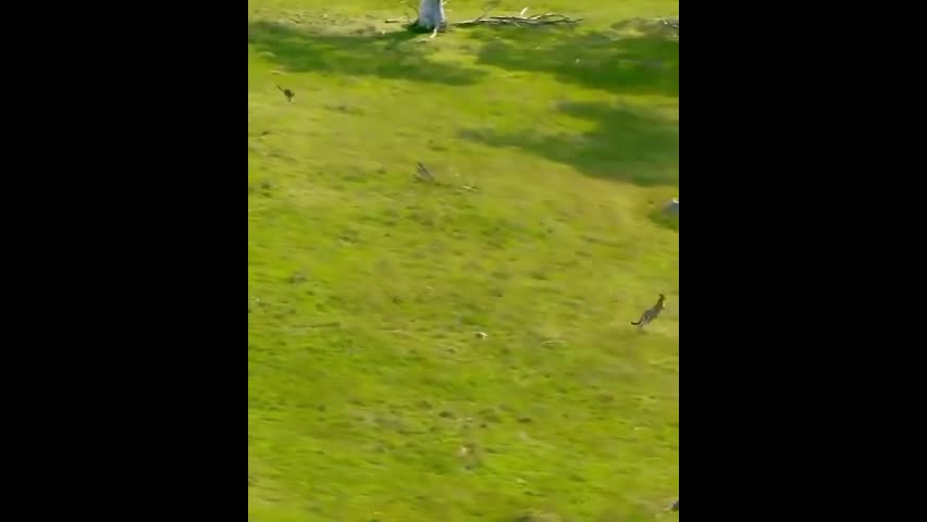 Video - Clip: Chuột túi mẹ làm rơi con khi chạy trốn và cái kết bất ngờ