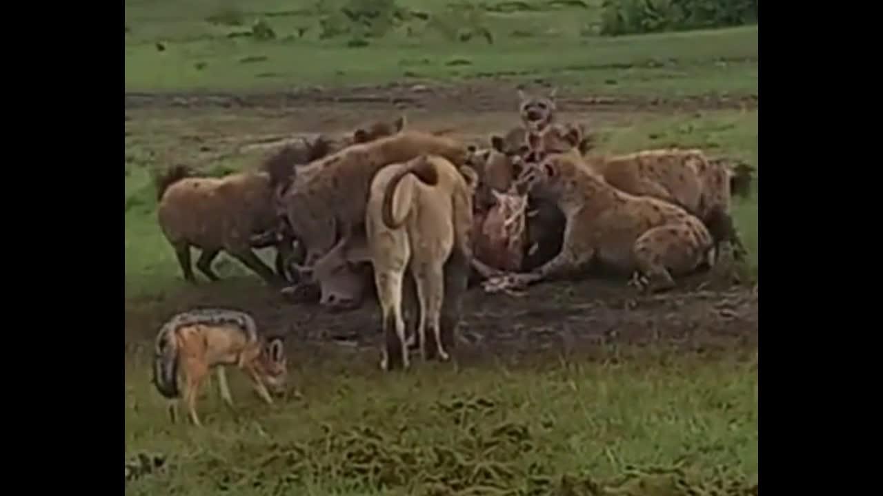 Video - Clip: Sư tử cái bất lực nhìn đàn linh cẩu xâu xé con mồi