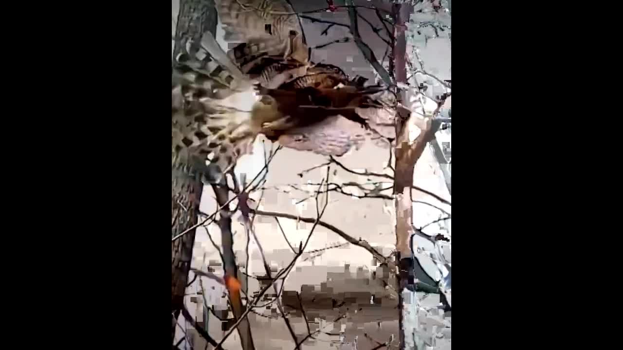 Video - Clip: Kinh ngạc khả năng săn mồi ngoạn mục của chim ưng