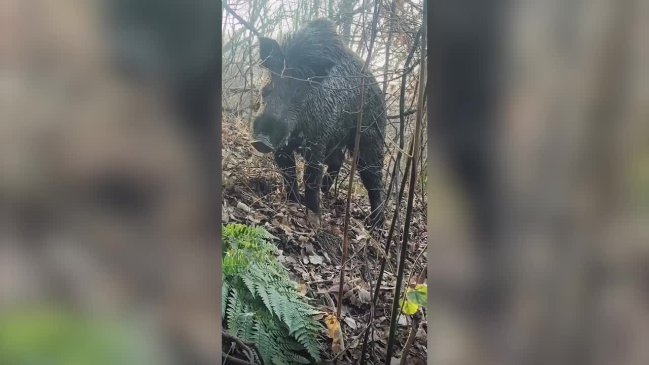 Video - Clip: Người đàn ông chạm trán lợn rừng nặng 150kg và cái kết gay cấn
