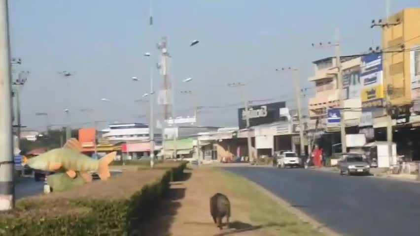 Video - Lợn rừng hung hãn gây hỗn loạn trên phố khiến một người bị thương