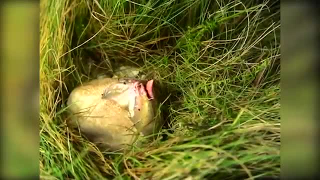 Video - Bắt gặp 'quả trứng lạ' nở trong rừng, người đàn ông sợ hãi bỏ chạy