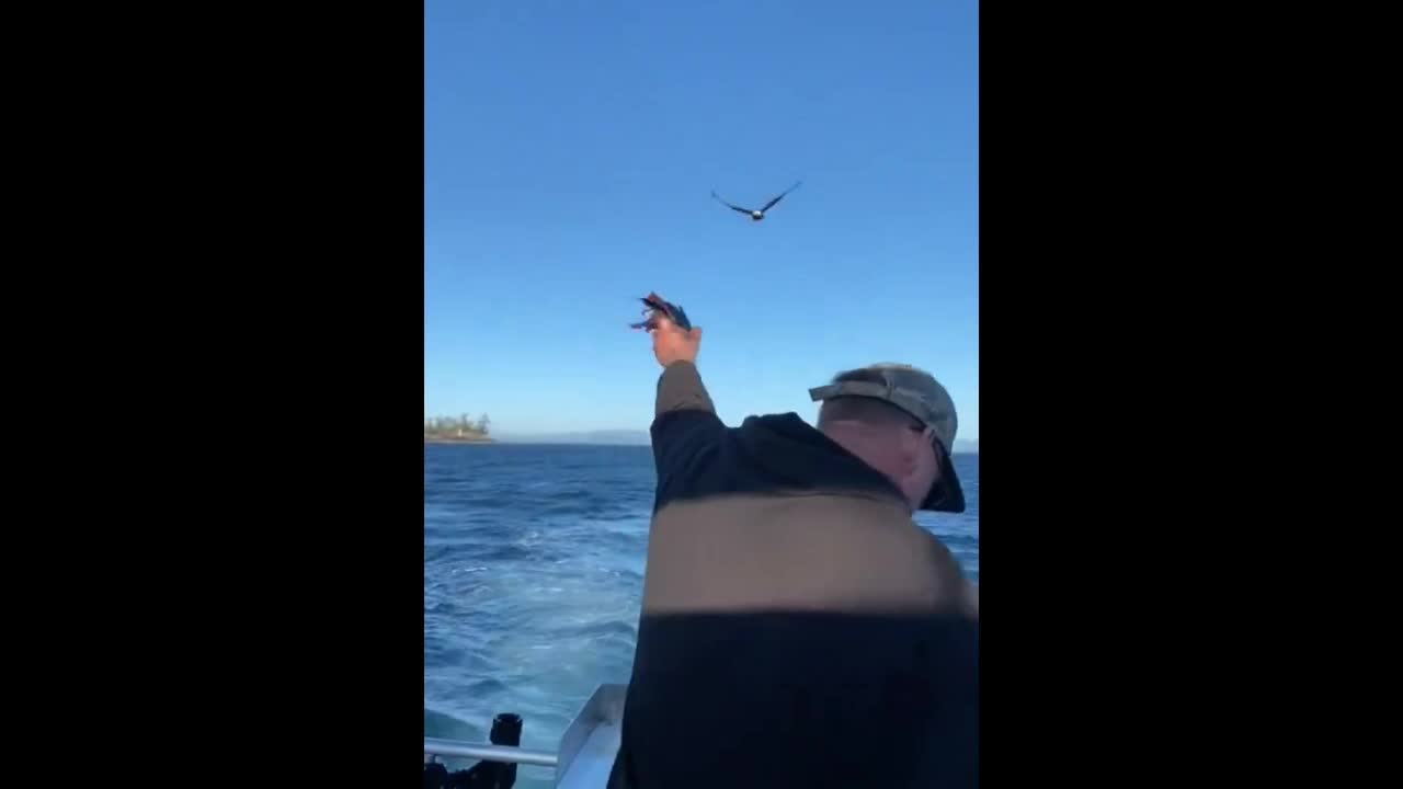 Video - Clip: Chim đại bàng thông minh bắt mồi theo chỉ dẫn của ngư dân