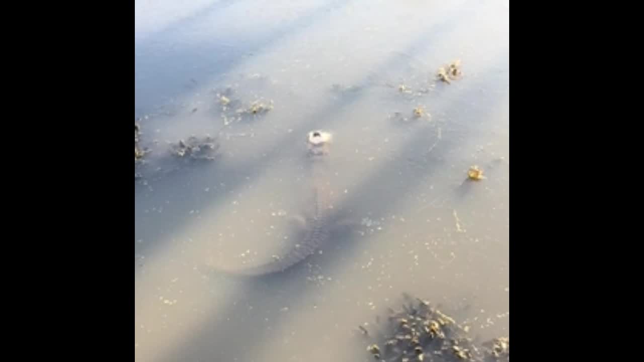 Video - Clip: Thú vị cá sấu vẫn còn sống dù đông cứng trong mặt hồ đóng băng
