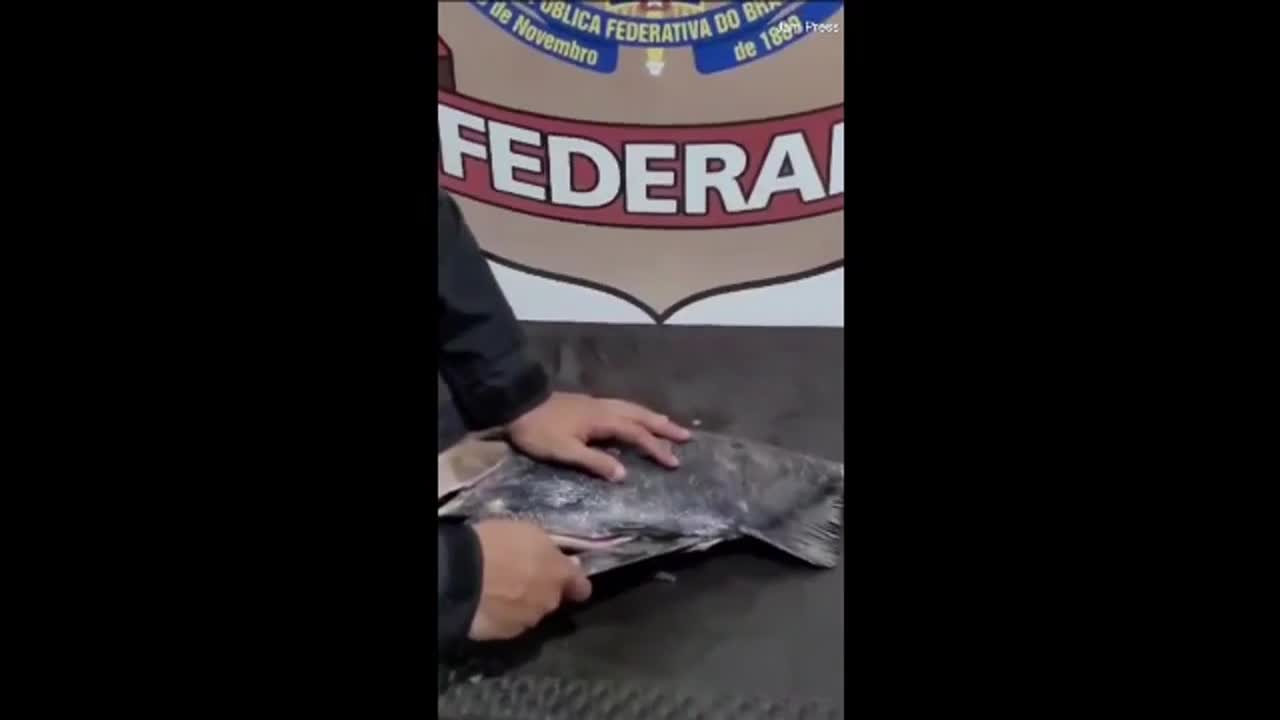Video - Mổ bụng cá, cảnh sát sốc nặng khi thấy thứ được giấu bên trong