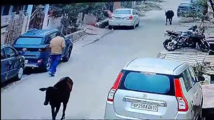 Video - Clip: Đang đi dạo, người đàn ông bị bò điên húc tử vong