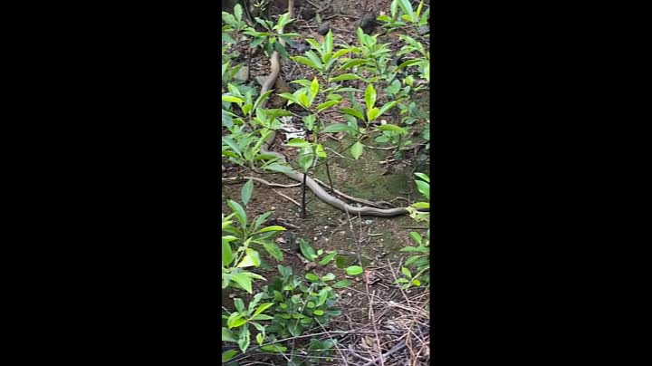 Video - Đi theo rắn hổ mang, người đàn ông bắt gặp cảnh tượng nổi da gà