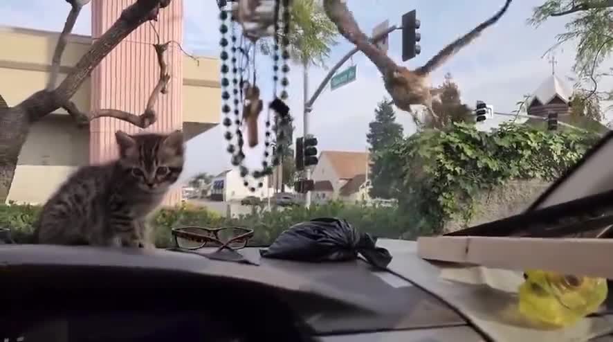 Video - Clip: Diều hâu đuôi đỏ 'bất lực' trước mèo con trong ô tô