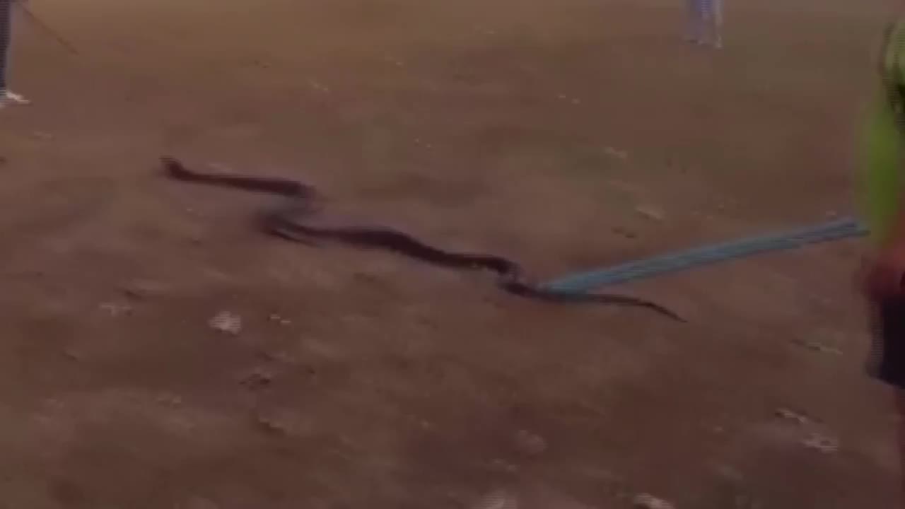 Video - Bò vào sân golf, rắn hổ mang khổng lồ dài gần 5 mét bị tóm gọn