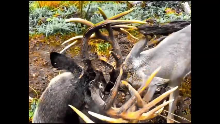 Video - Clip: Kinh ngạc con hươu còn sống bị khóa gạc vào hươu đã chết