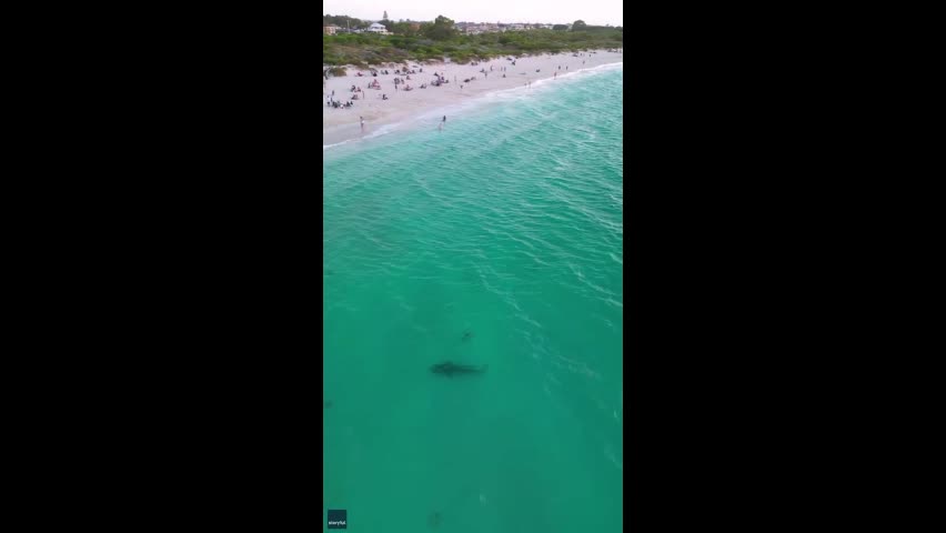 Video - Clip: Kinh hoàng cá mập xuất hiện gần bờ biển đông người