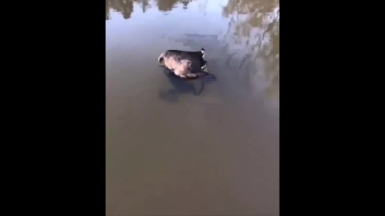 Video - Clip: Sửng sốt cảnh ếch xanh cố gắng ăn thịt chim