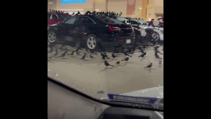Đời sống - Một đàn chim khổng lồ bất ngờ xuất hiện bao phủ bãi đậu xe ở Mỹ