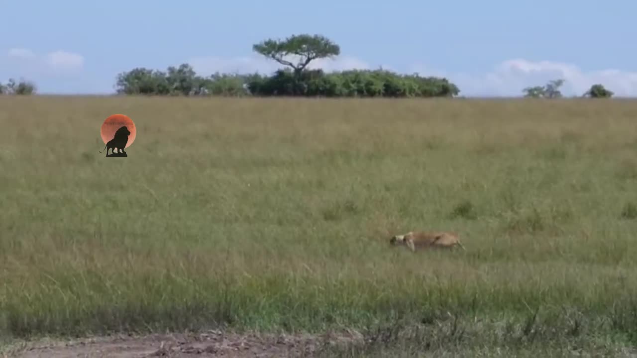 Video - Clip: Sư tử bất ngờ thay đổi con mồi khiến nhiều người ngỡ ngàng